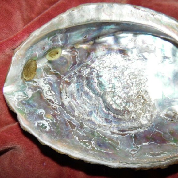 Beautiful Abalone Shell Antique & Vintage lot of 4~Size 8"~8"~6.5"~4 3/4''inches - Picture 12 of 16